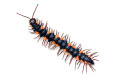 Polydesmus sp. Nigeria adult